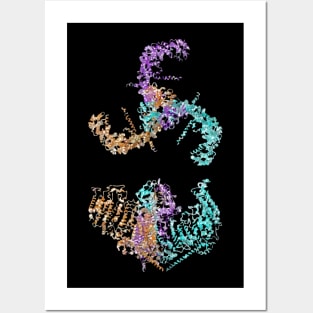 Piezo1 mechanosensitive channel Posters and Art